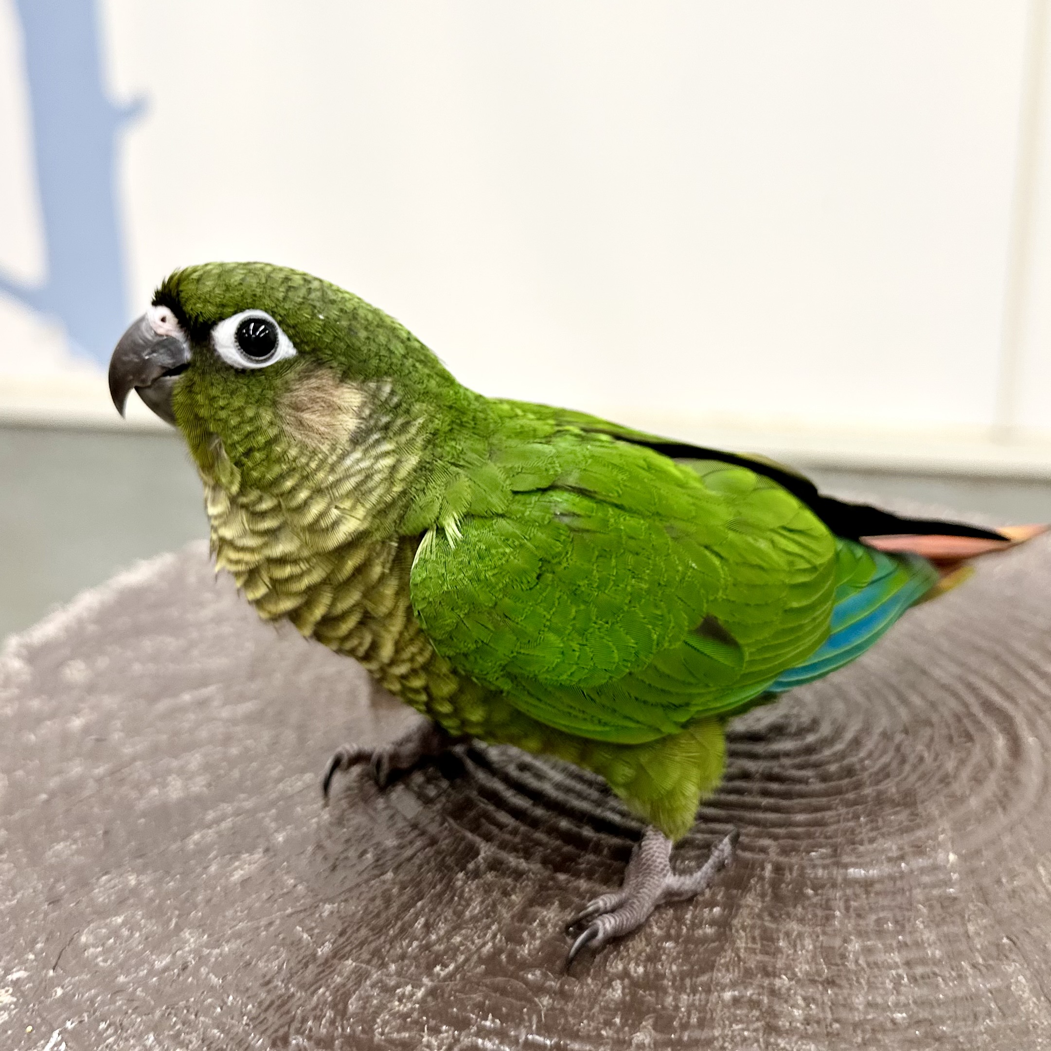 ホオミドリアカオウロコインコ飼育のリアル！寿命や鳴き声・噛み癖の真相