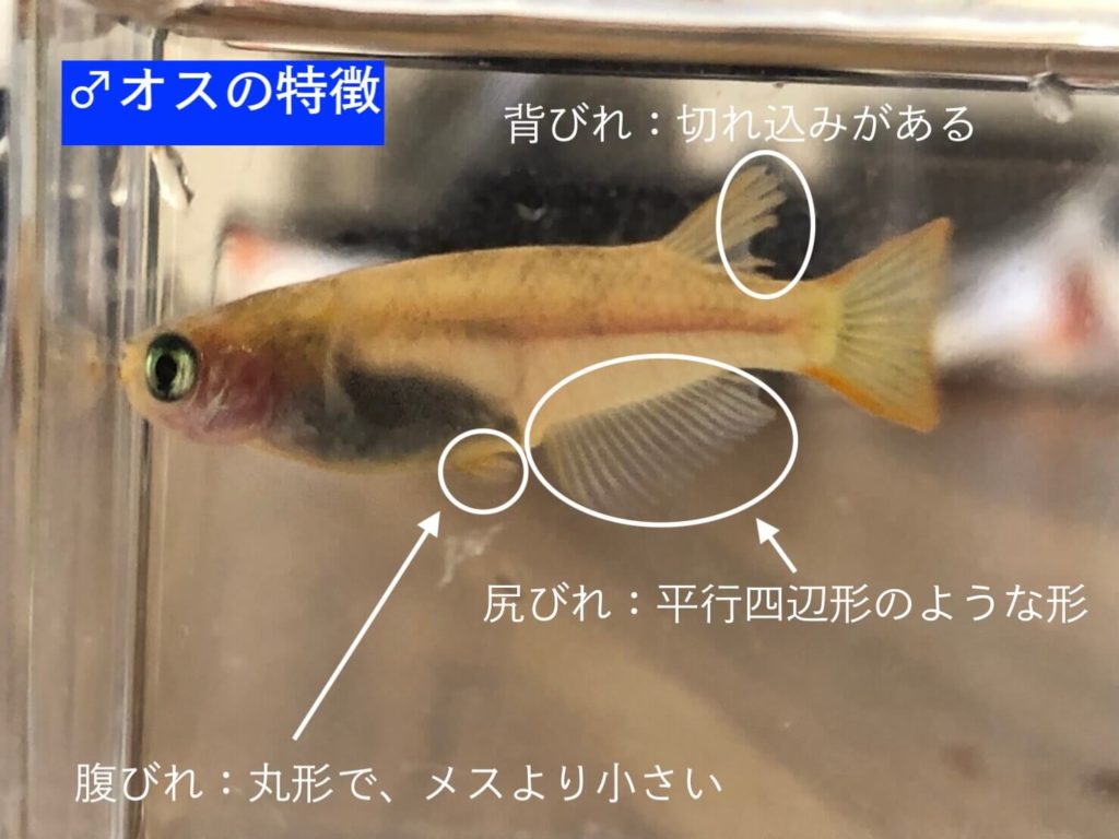 メダカのオスメスの違いは？見分け方と繁殖の極意をプロが徹底解説