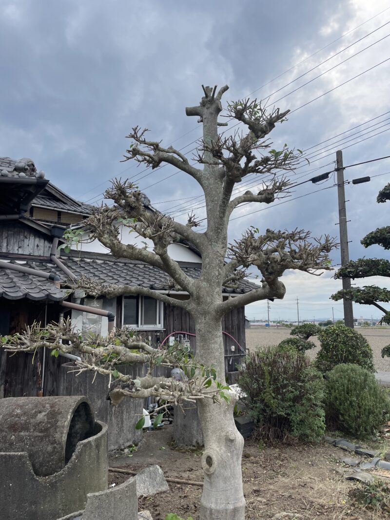 クロガネモチの剪定で実がつかない本当の理由とプロの透かし剪定術
