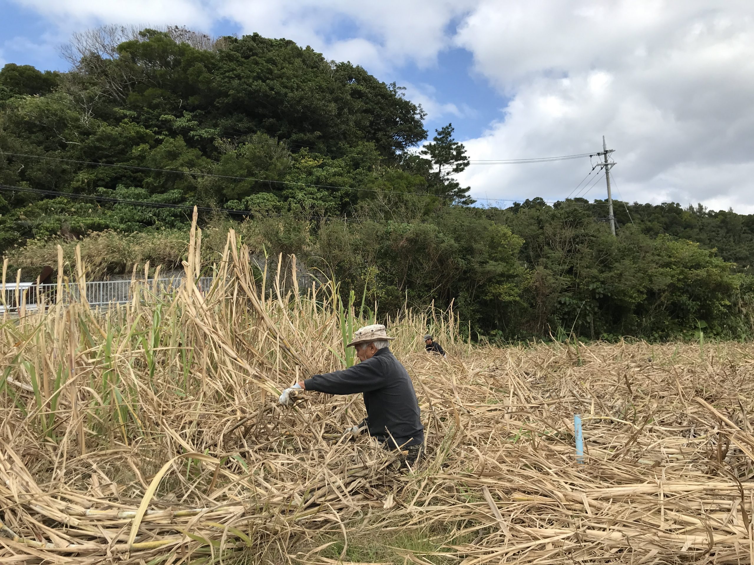 沖縄の言葉「ウージ」とは？さとうきび畑に秘められた歴史と真実