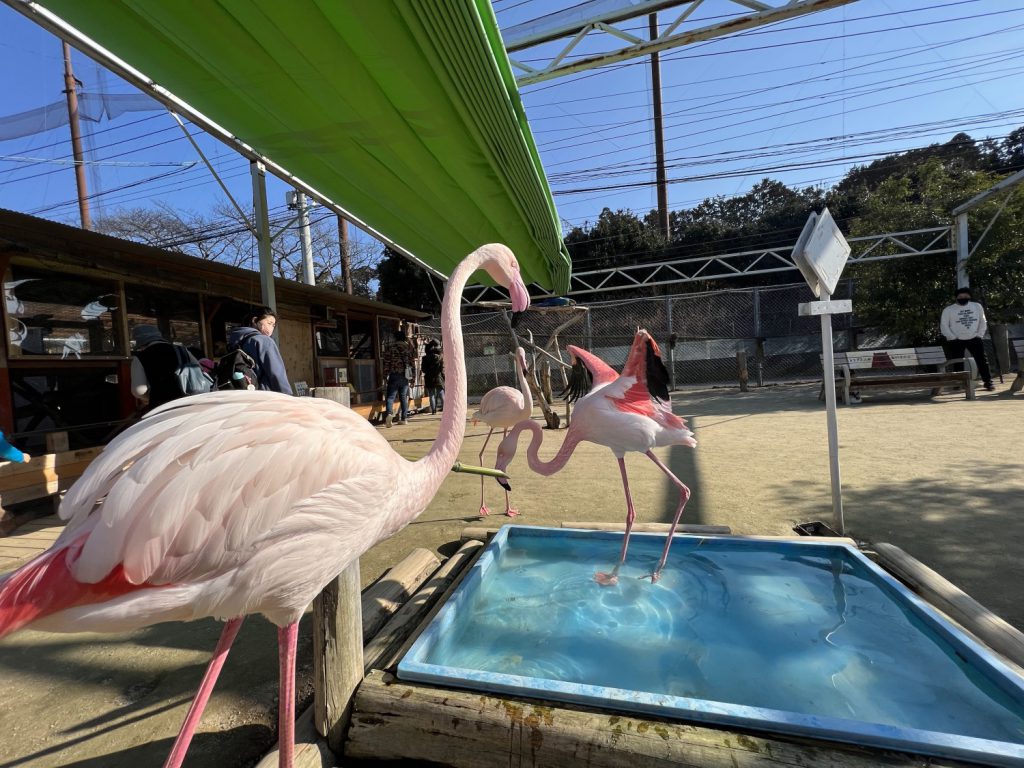 トリアス久山ふれあい動物園の魅力とは？料金や混雑回避術を徹底解説