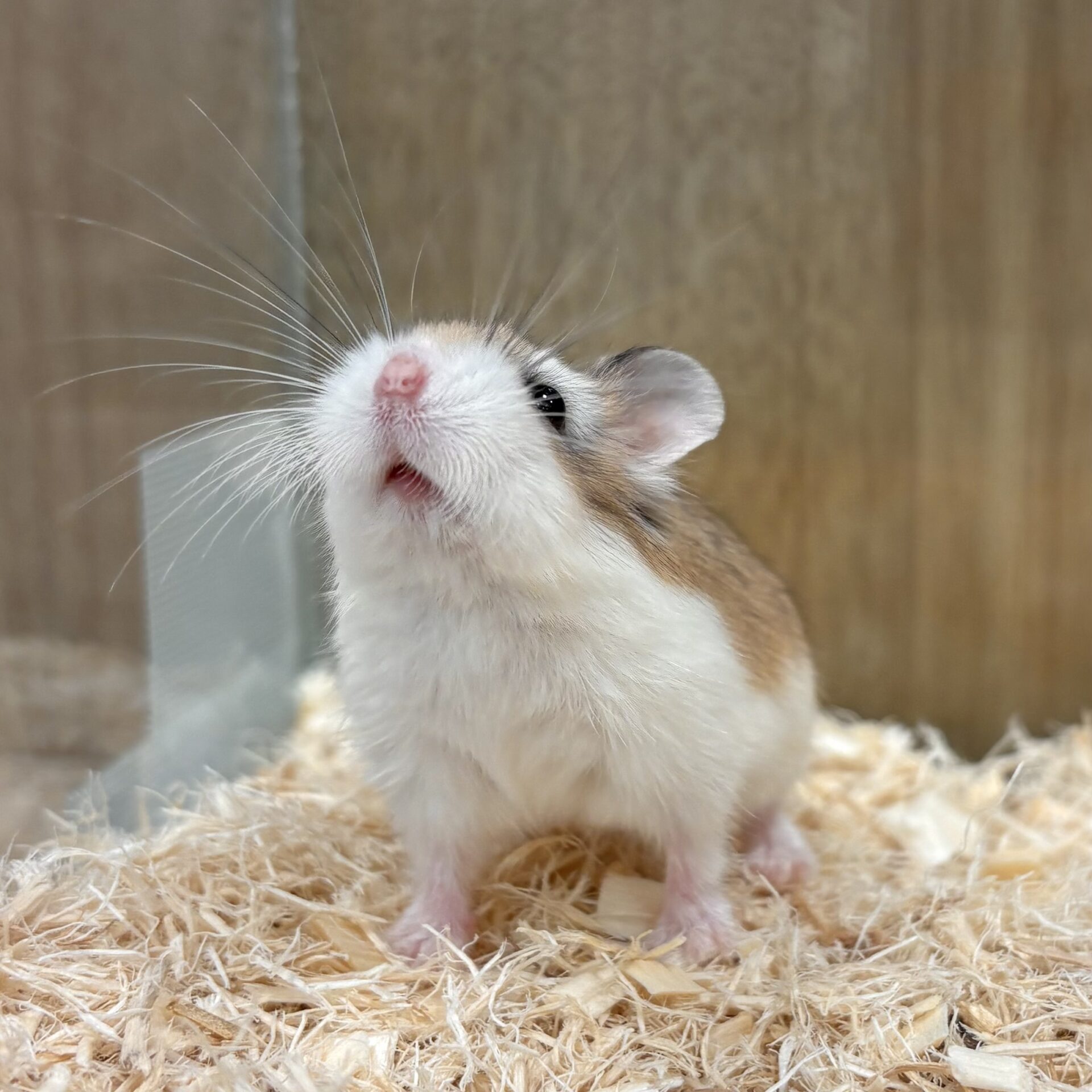 ロボロフスキーハムスターは懐かない？性格と飼い方の注意点を徹底検証