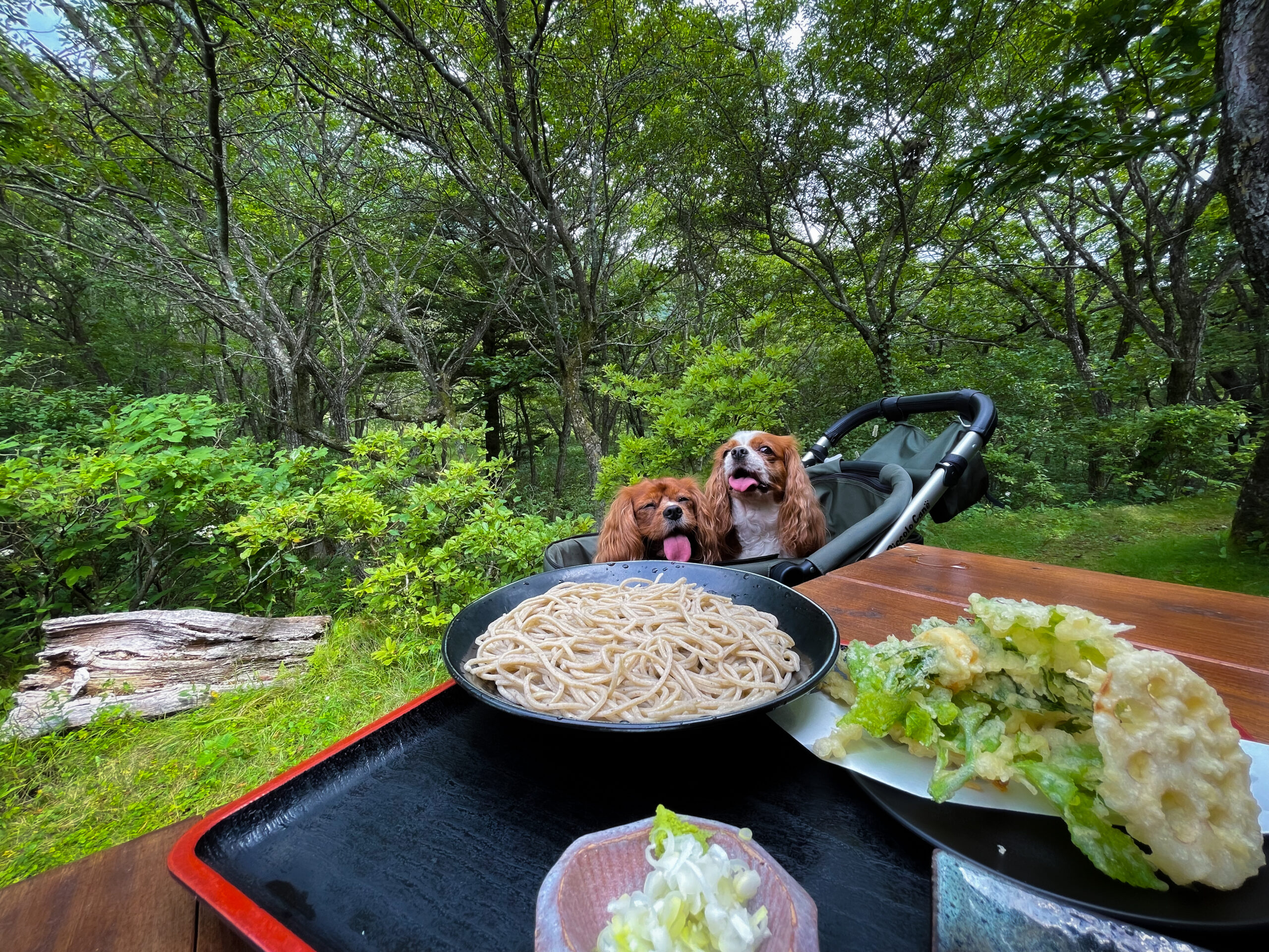 赤城山で愛犬と歩く絶景トレック！初心者向けルートと危険エリア