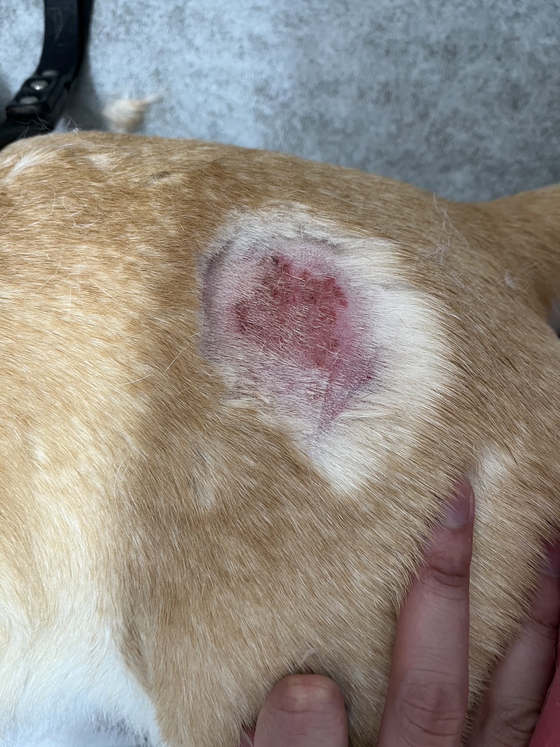 犬のホットスポット、放置で数時間後に重症化する本当の原因と正しい治し方