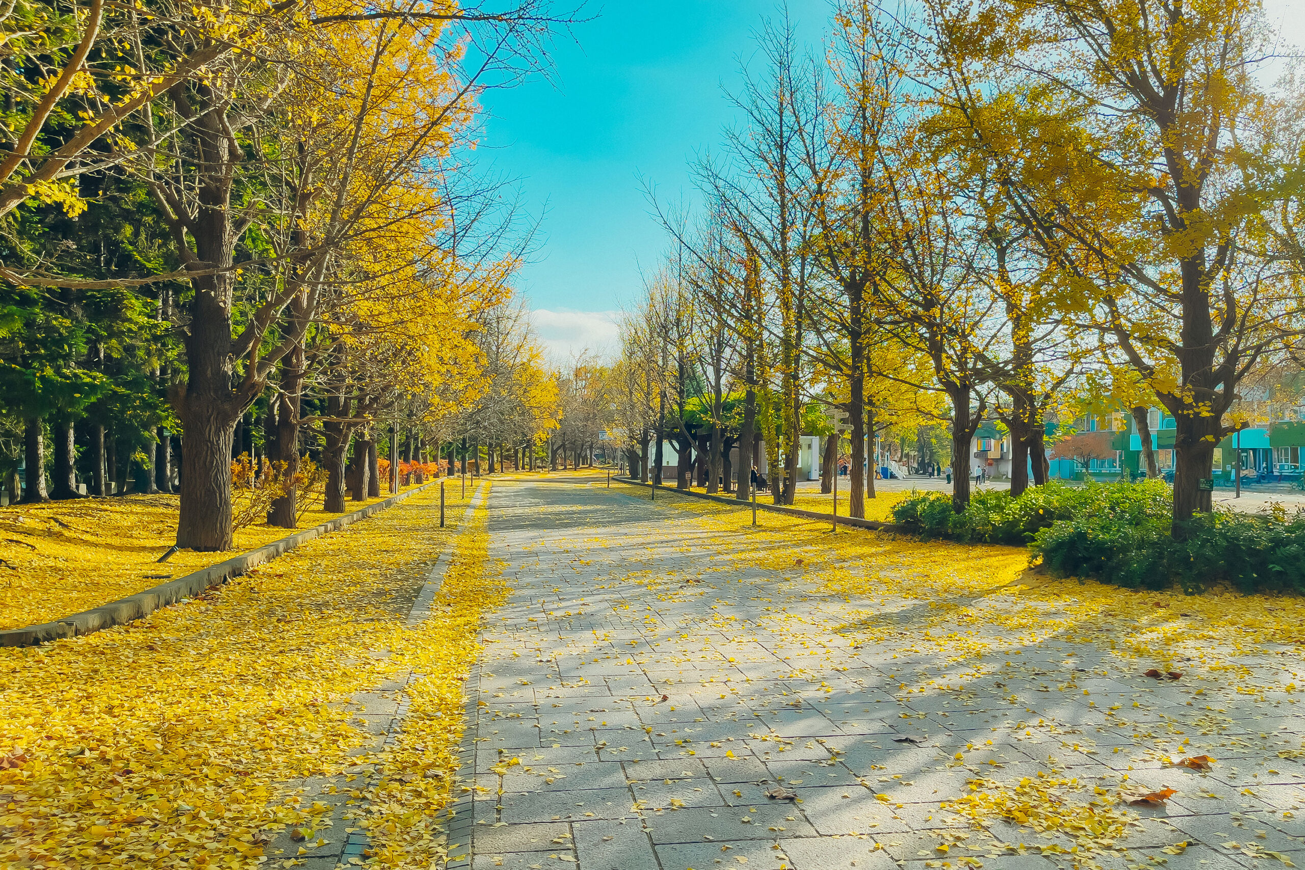 札幌・中島公園の決定版！豊平館や四季の絶景から穴場カフェまで徹底解剖