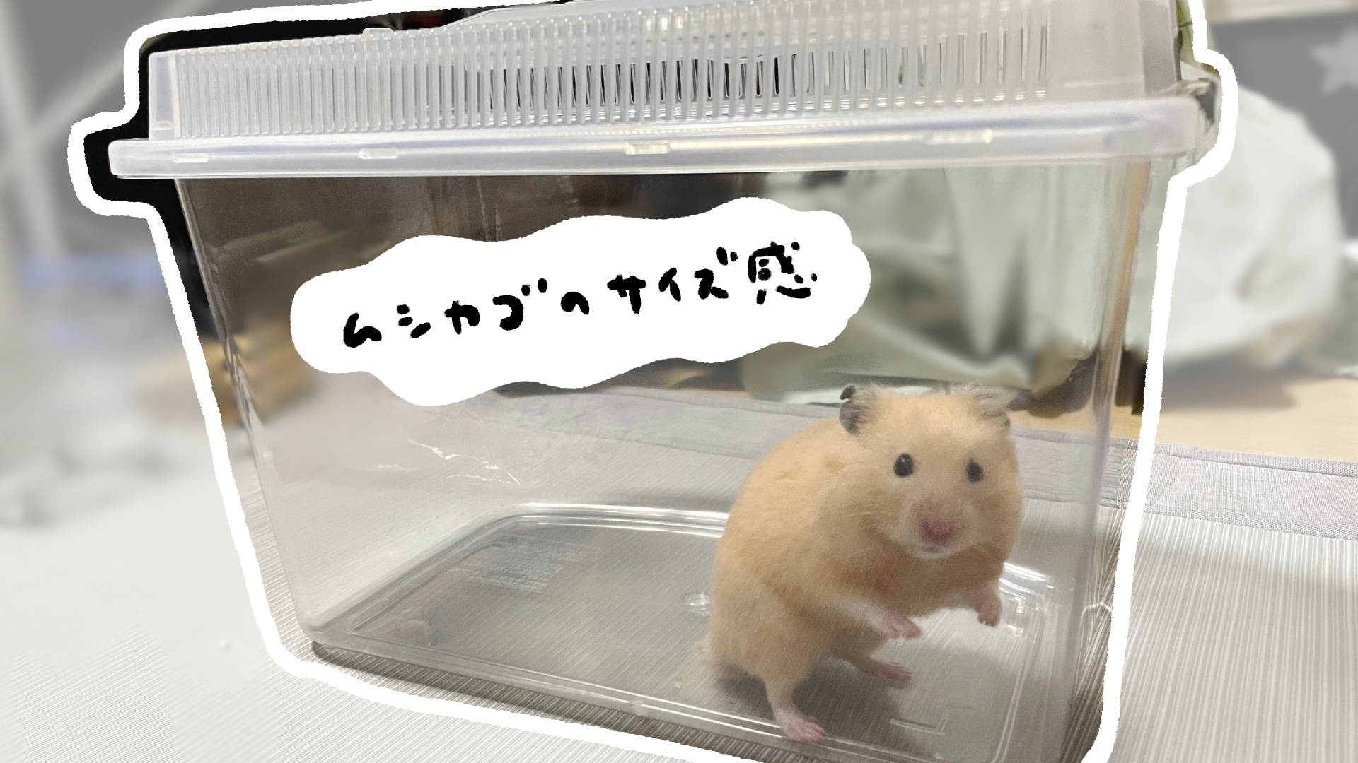 ハムスターの病院を近くで探す！夜間救急や専門医の選び方と費用相場