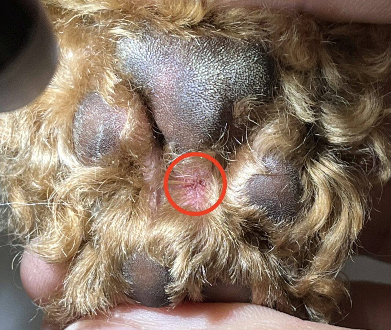 蜂に刺された犬の顔が腫れたら危険？命を救う初期対応と受診基準