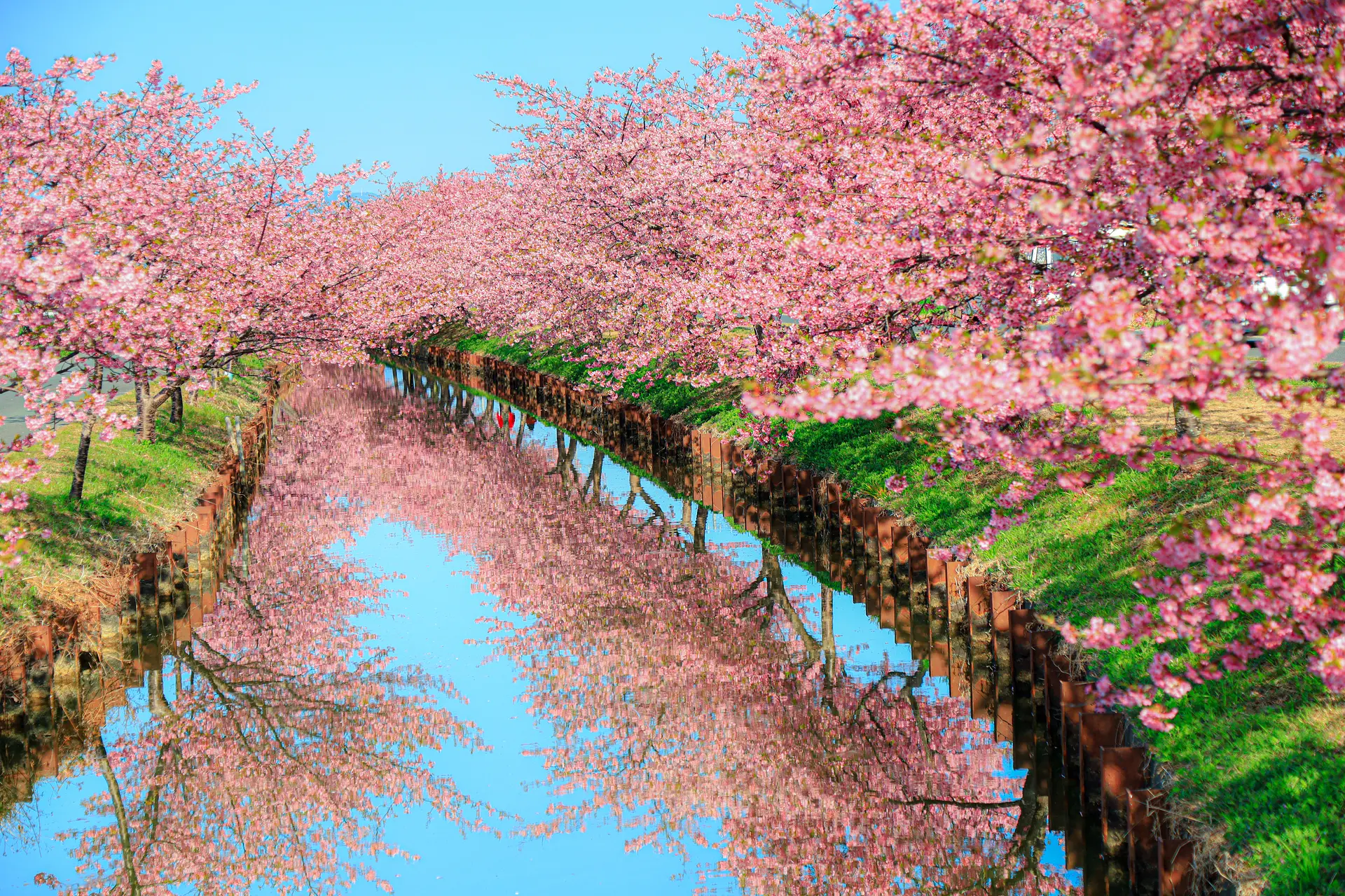 【2026】笠松河津桜ロードの見頃と開花状況！混雑回避と駐車場攻略