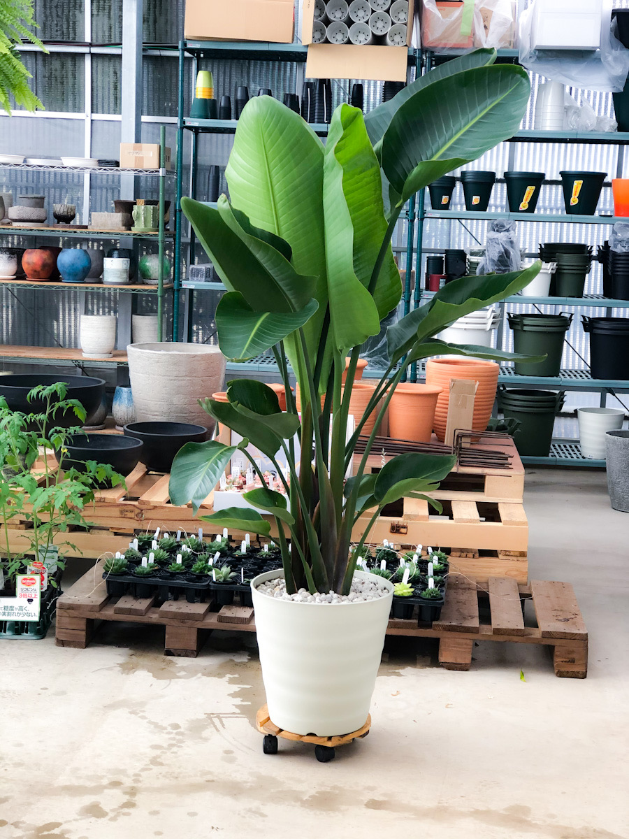 なぜ葉が割れる？観葉植物オーガスタが枯れる決定的な理由と正しい育て方