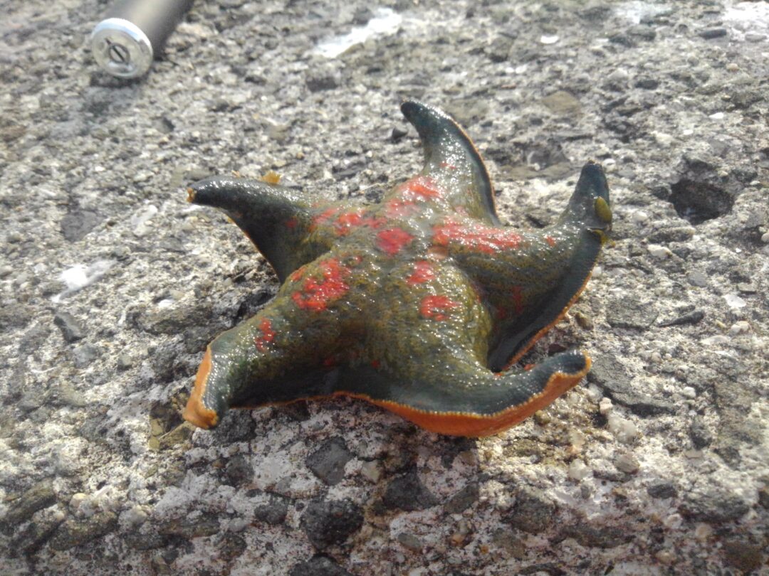 ヒトデに毒はある？触ると危険な猛毒種の見分け方と刺された時の対処法