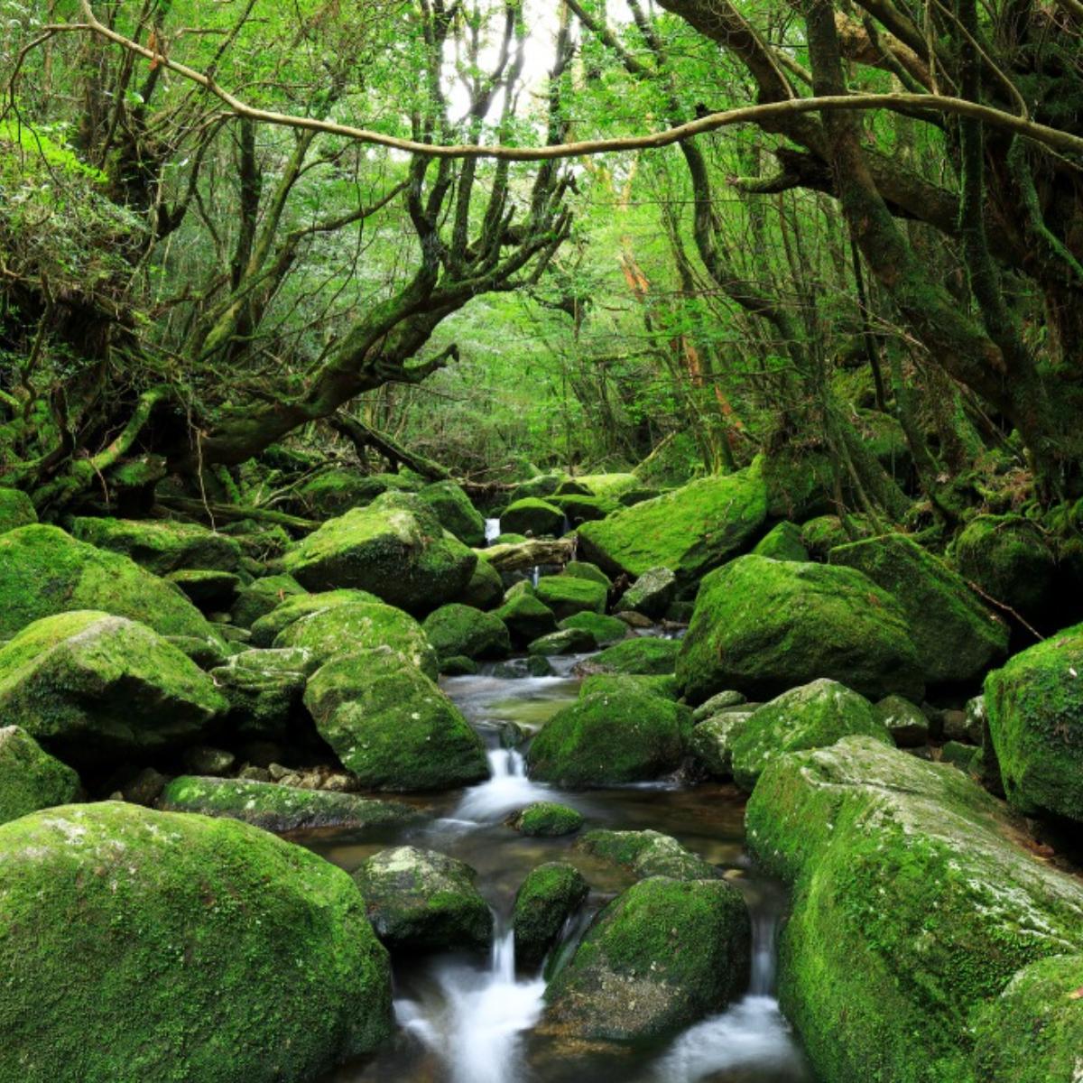 もののけ姫の舞台は屋久島だけ？白神山地や島根に眠る着想の真相を追う