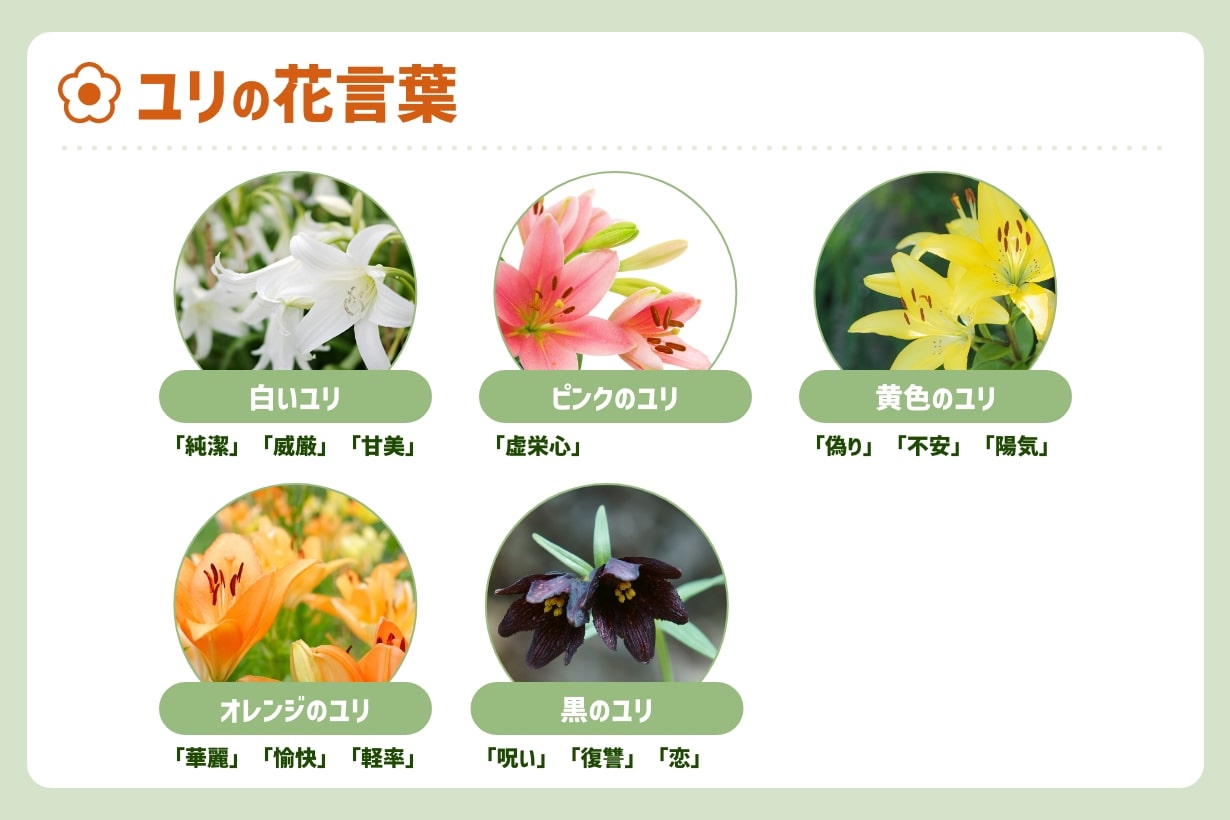 百合の花言葉に怖い意味はある？色・種類別の真相とギフトの注意点