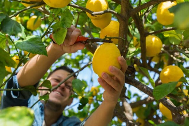 When Should You Pick Lemons
