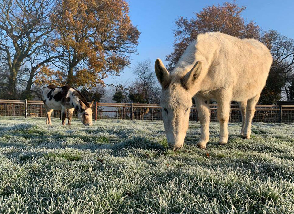 Mini Meadows Farm Naseby Road Northampton Nn6 6Hz