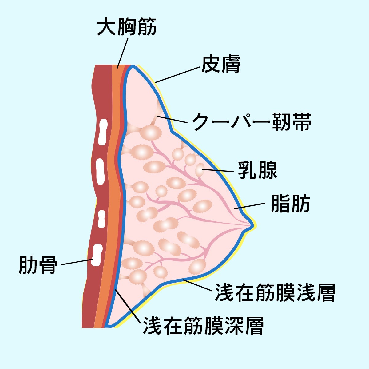 おっぱいとは何か？言葉の語源と医学的構造・胸との違いを徹底解剖