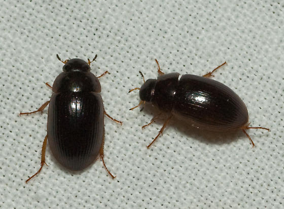 Tiny Little Black Beetles