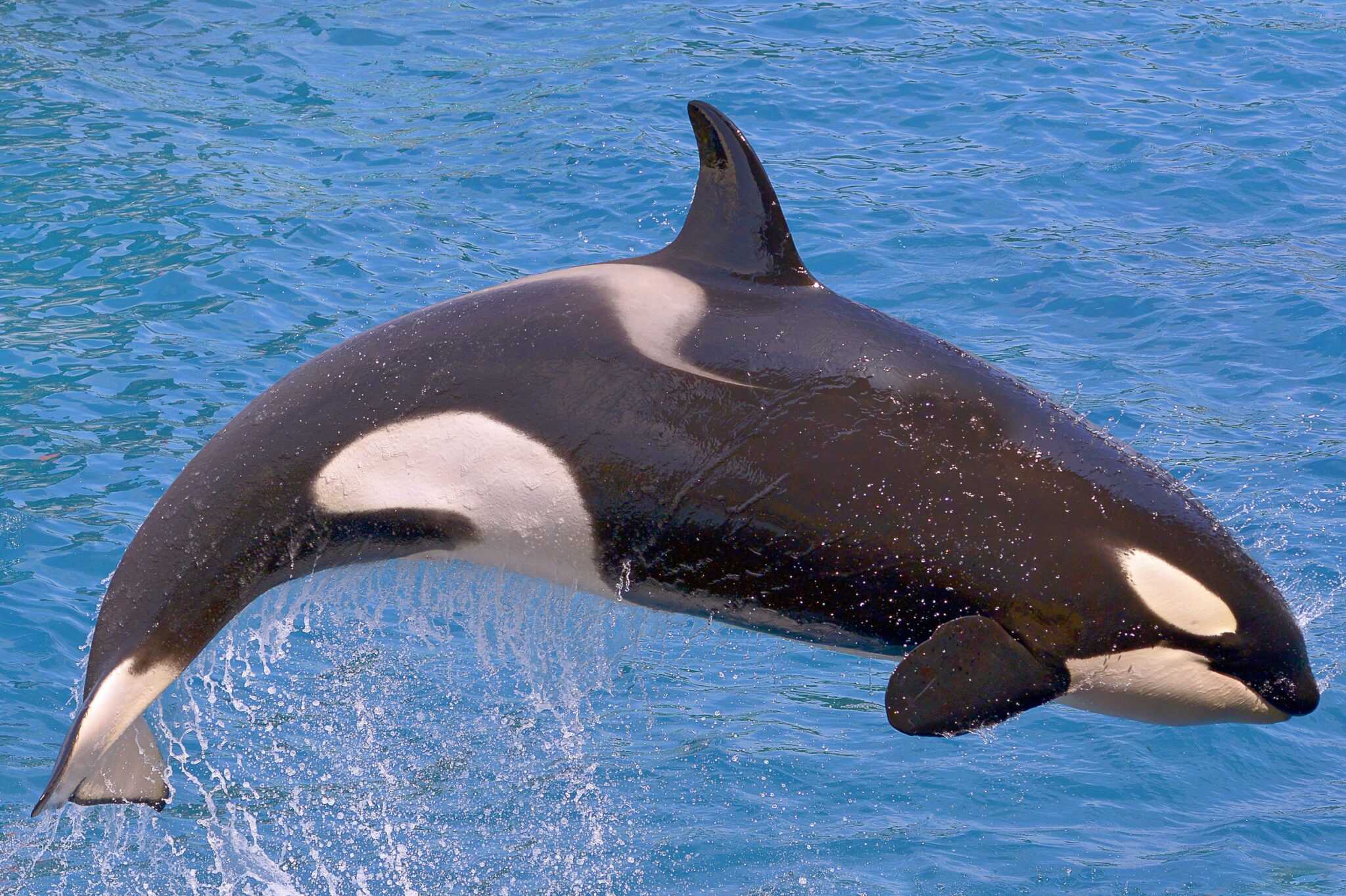 Are Orcas Dolphins