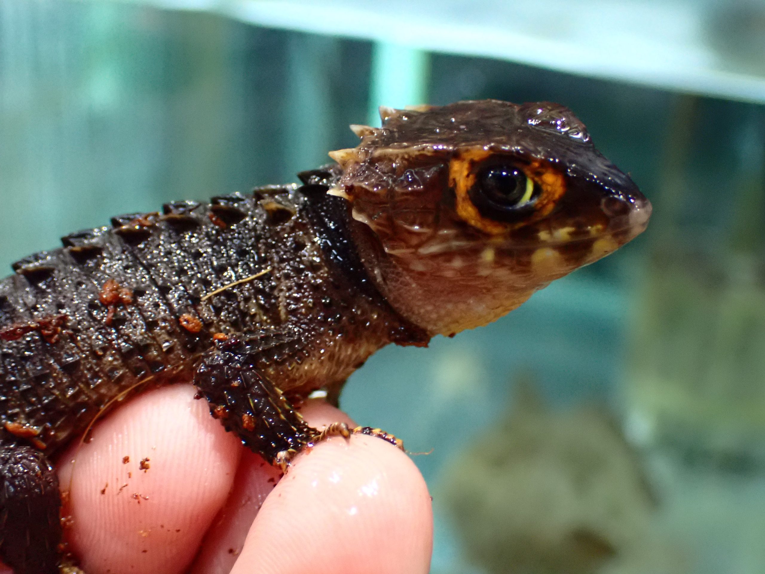 アカメカブトトカゲの値段相場と高騰理由｜Cbと初期費用を徹底解剖