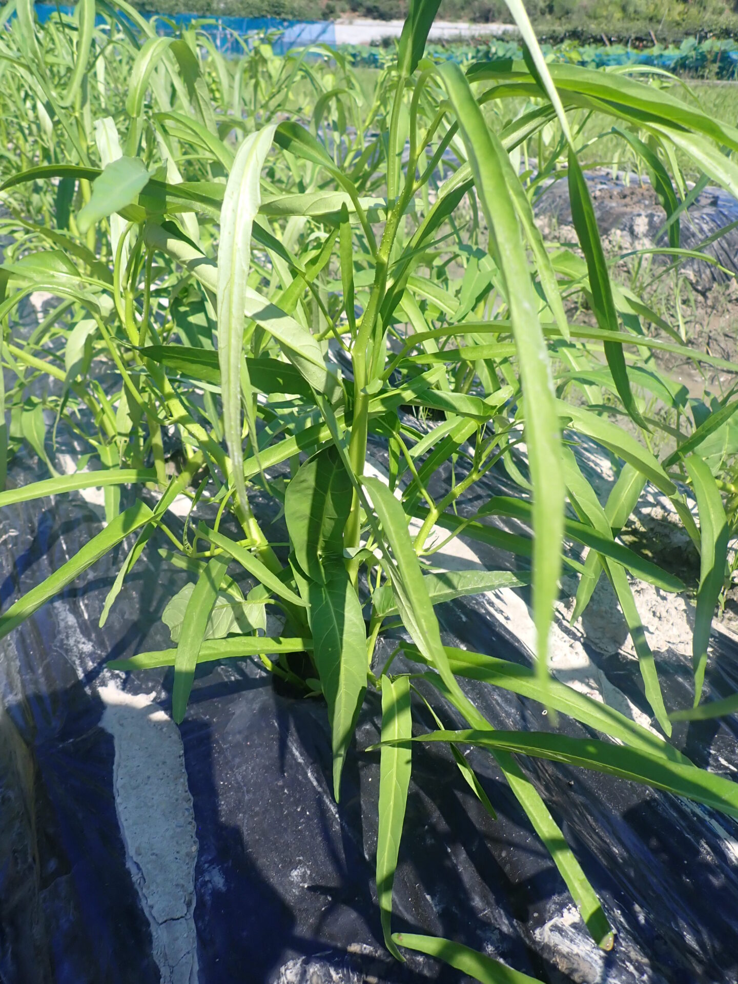 空芯菜の育て方決定版！プランターで無限収穫する摘芯と水やり術