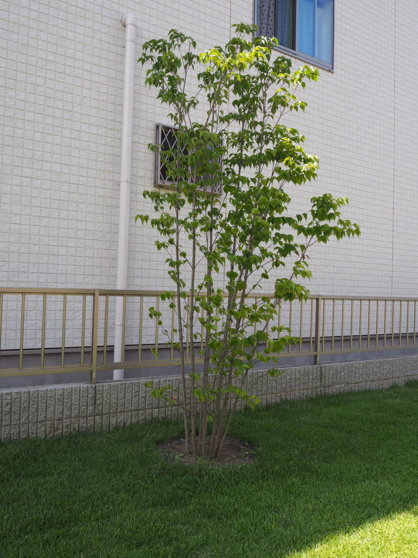 常緑ヤマボウシを植えてはいけない？後悔の真相と失敗しない育て方