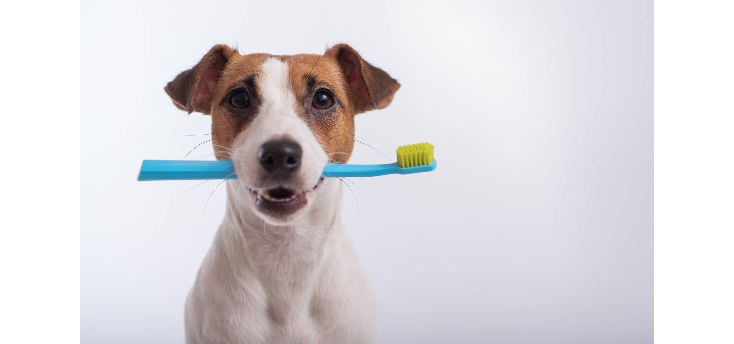 愛犬の寿命を縮める歯周病の罠！犬のデンタルケア最新常識と簡単撃退法