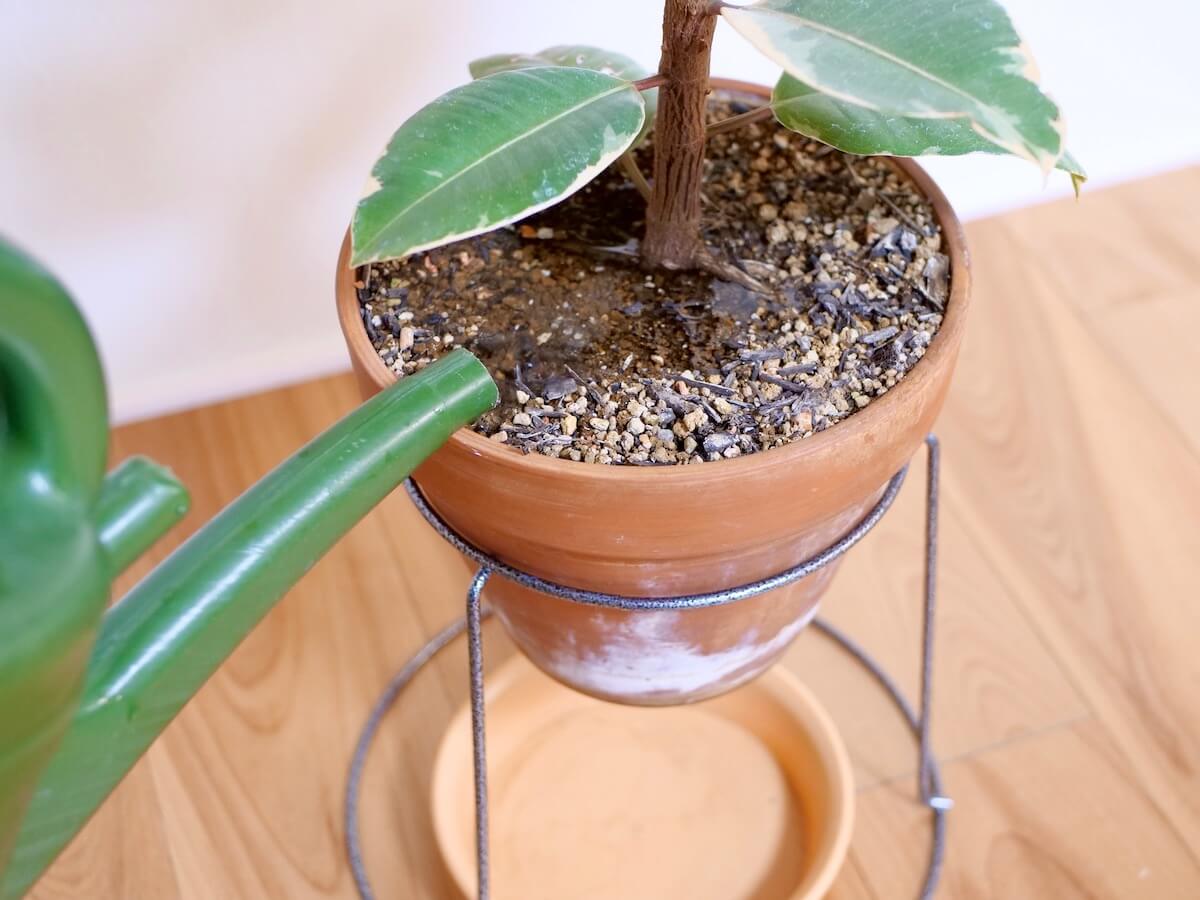 観葉植物を枯らす水やりの罠！プロが教える失敗ゼロの育成則