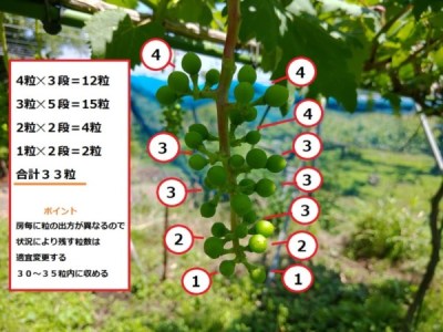 【熱愛】 ぶどう の 摘粒 最新情報まとめ 2026 #903