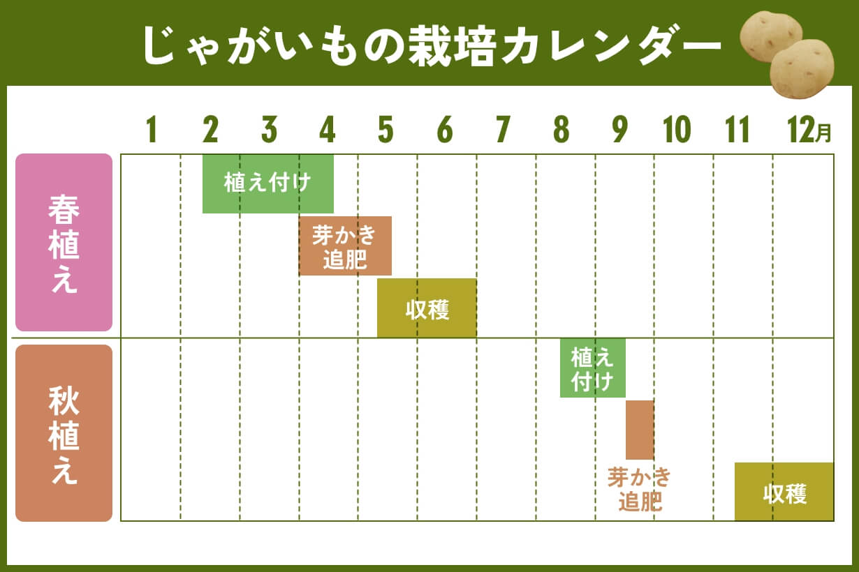 じゃがいもを植える時期は？春・秋の地域別適期と失敗防ぐ栽培術【2026】