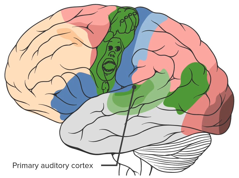 Auditory Cortex in the Brain