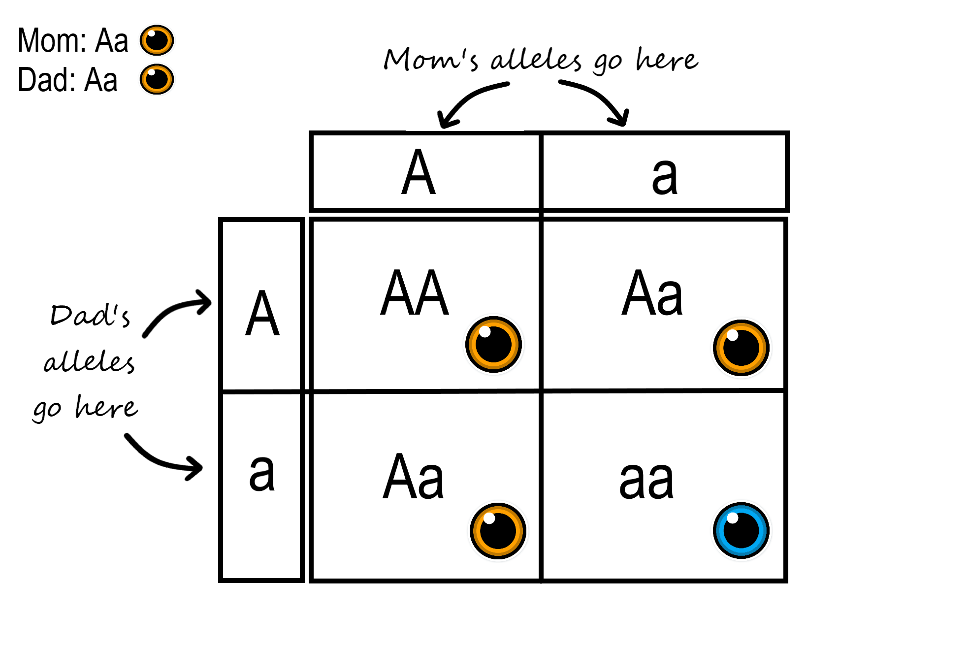 Autosomal Recessive Pedigree Amoeba Sisters Answers