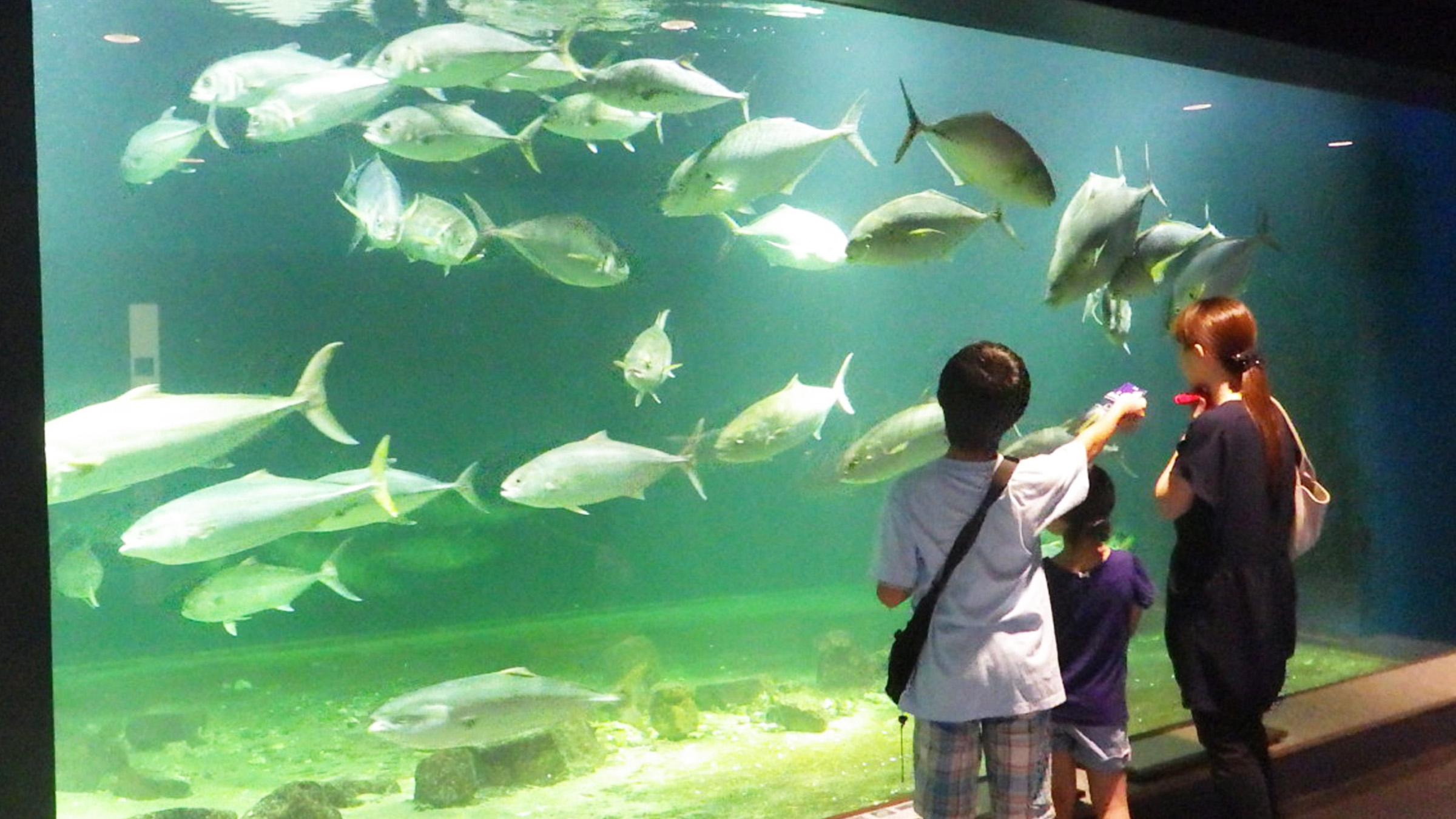 京大白浜水族館の凄さとは？無脊椎動物の聖地・料金や見どころを徹底解説