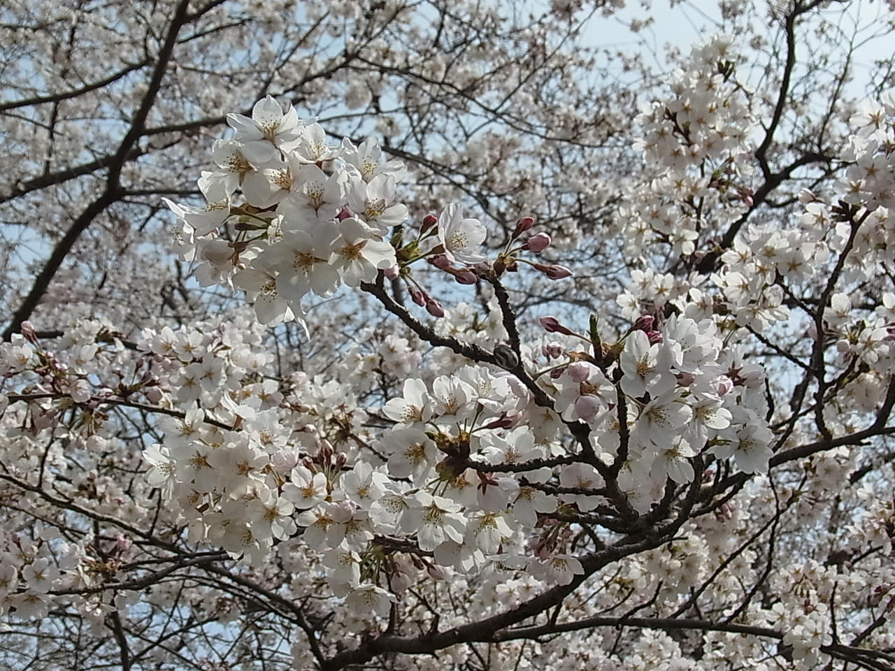 桜の木の寿命はなぜ激変する？60年説の真相と千年の名木を解明