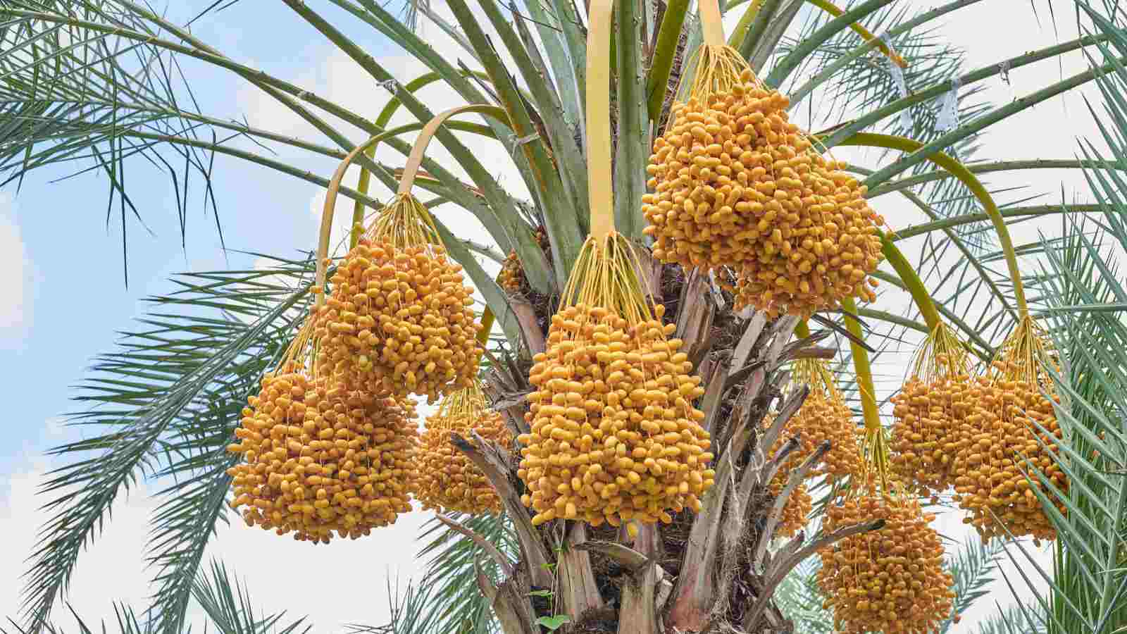 What Do Dates Grow On
