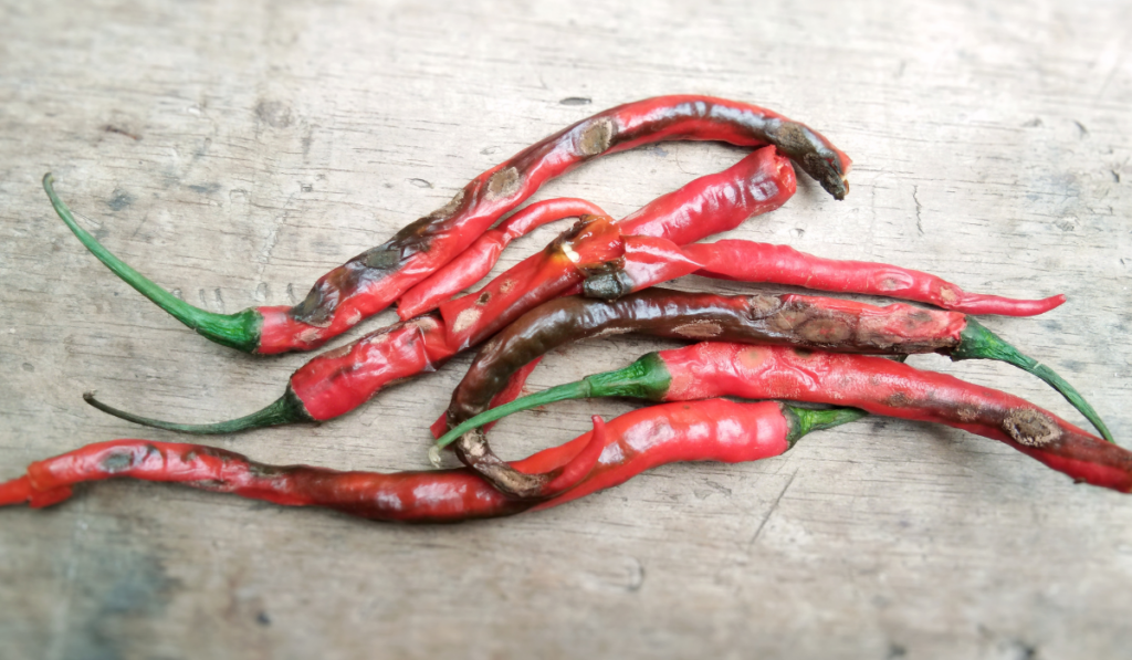 How to Tell If Jalapeno Is Bad