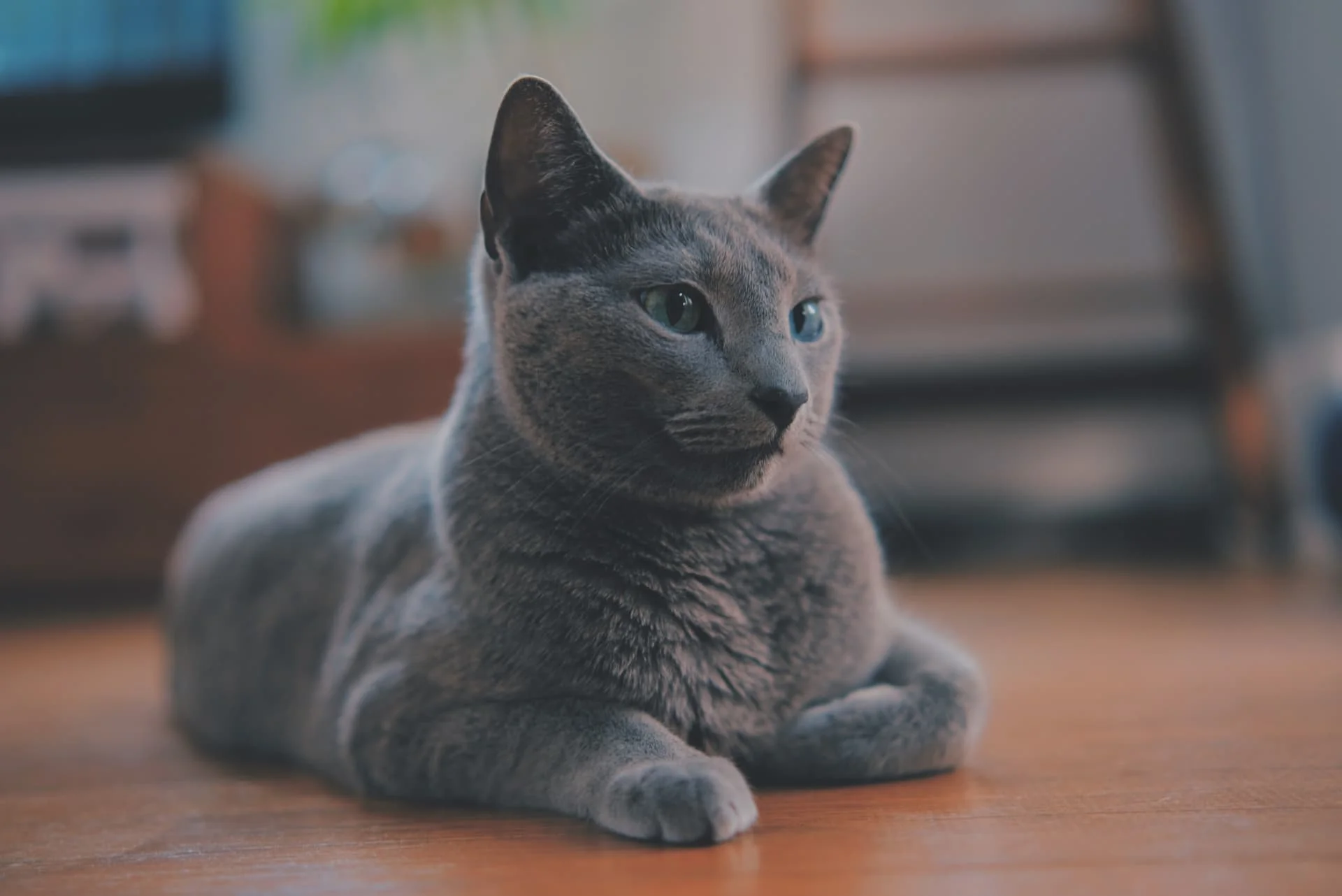 毛が抜けにくい猫の真実｜アレルギー対策と初心者向け最新人気種まとめ