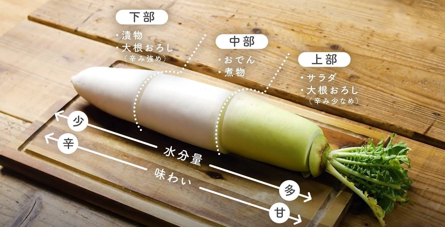 大根おろしは部位で味が劇変！甘い上部と辛い先端の使い分けと極意