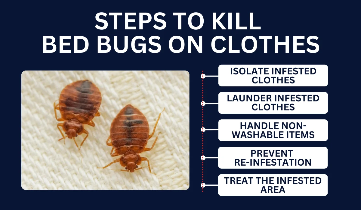 Do Bed Bugs Stick on Clothes