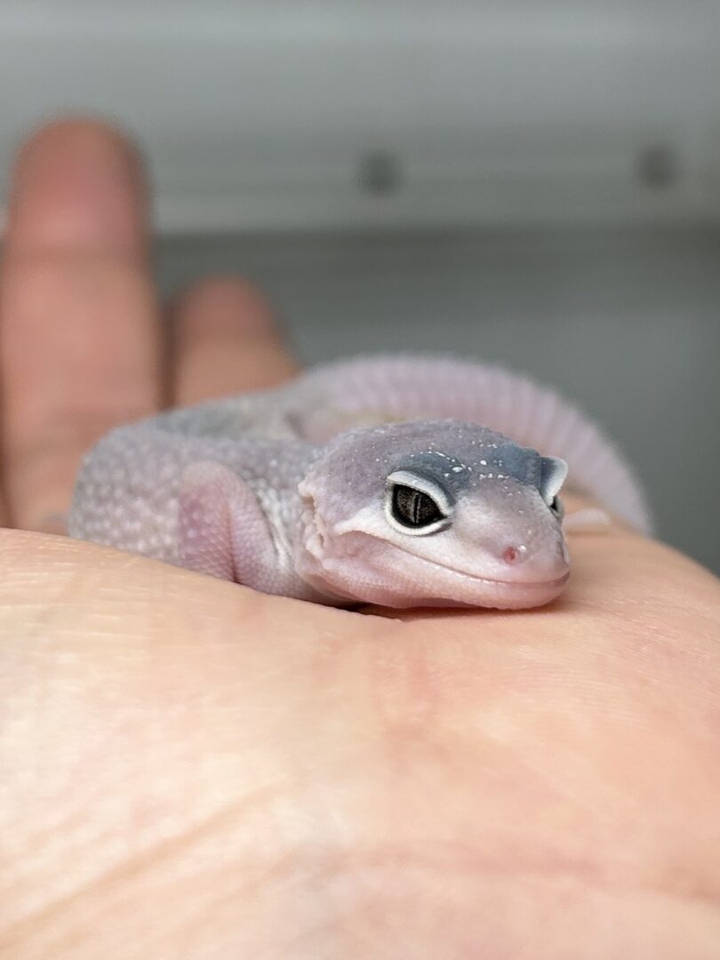 レオパ「ブリザード」の真実！性格や黄ばむ理由・最新相場を徹底解説