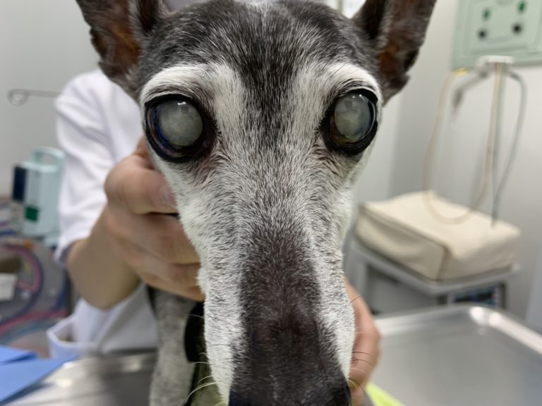 犬の白内障手術費用はなぜ高額か？片目両目の相場と2026年の真実