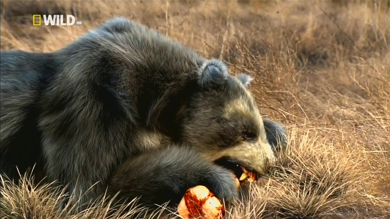 Short Faced Bear Diet