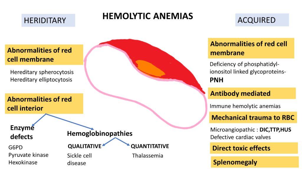 King Harald’s Rare Blood Disorder: What Is Haemolytic Anaemia?