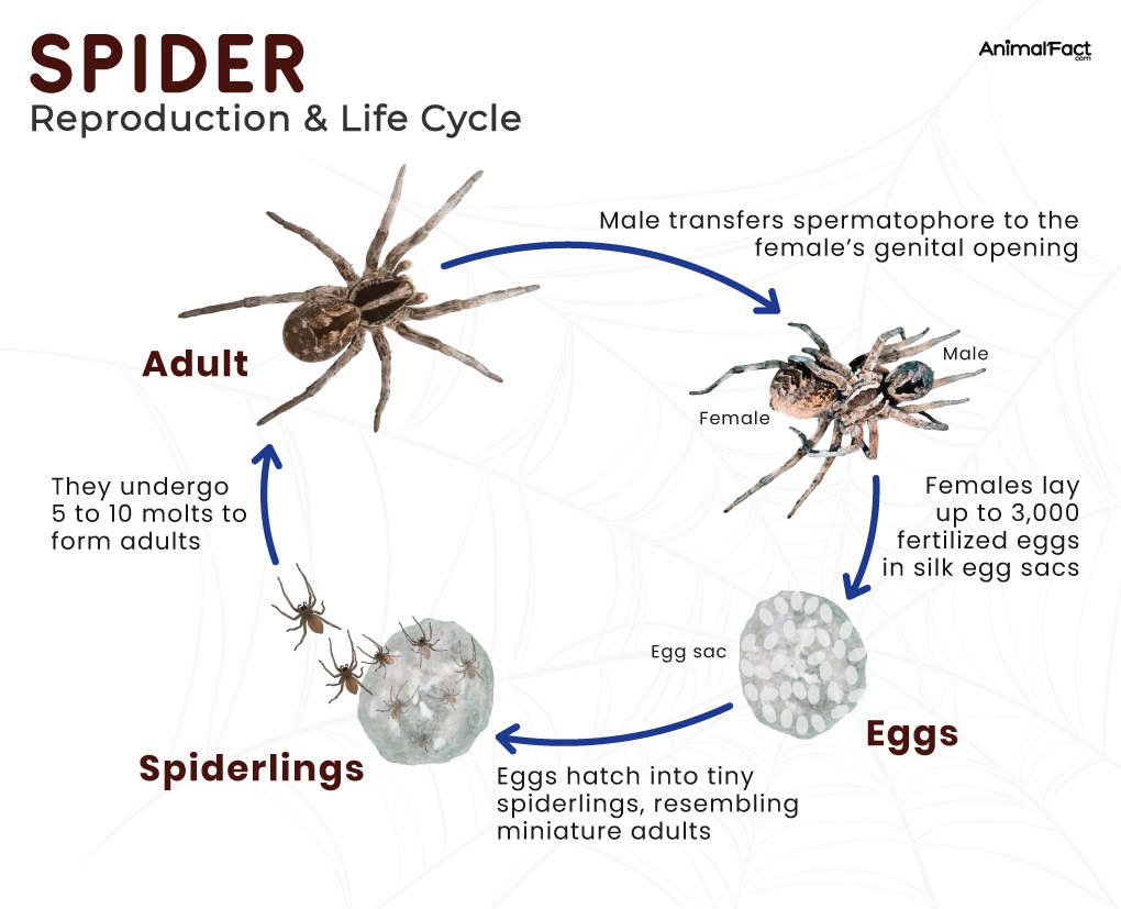 What Are the Three Life Cycles of a Spider