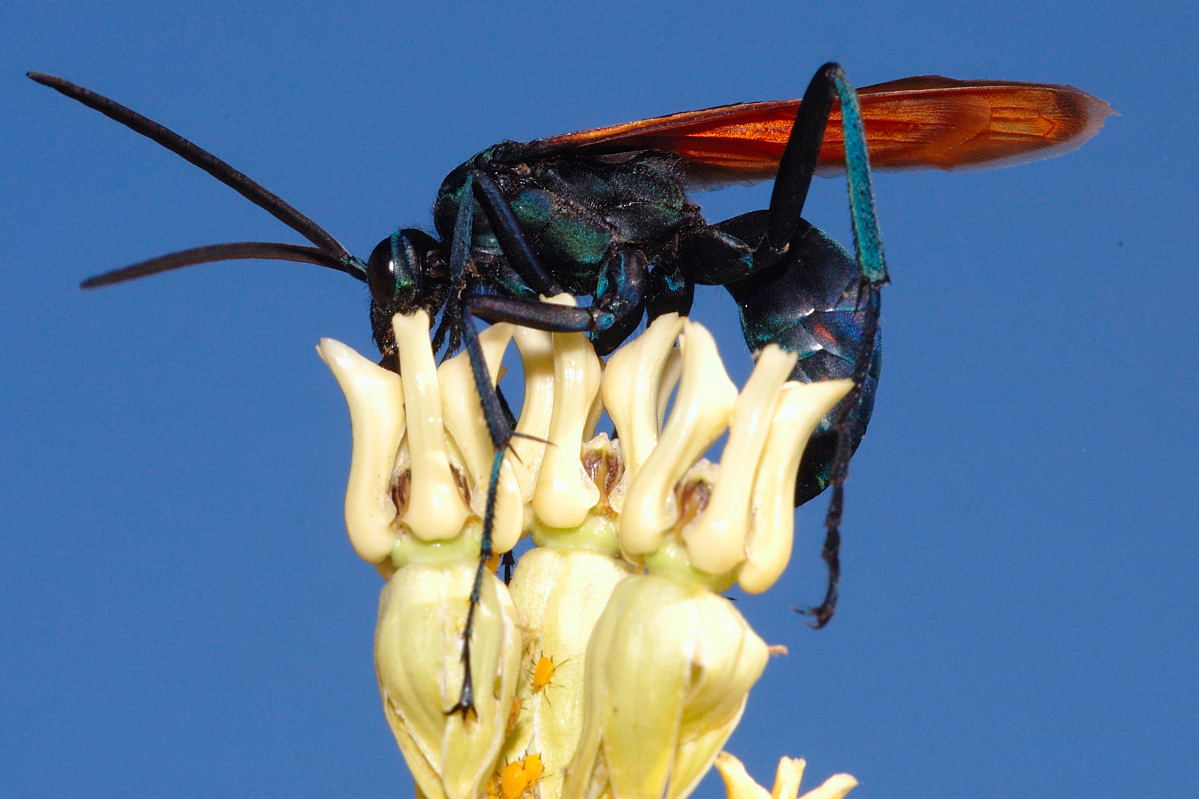 Tarantula Hornet Wasp