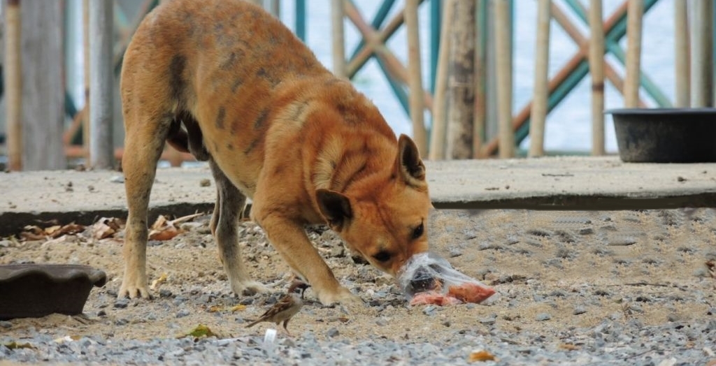 Met Police Warn London Dog Owners After Poisoned Chicken Found