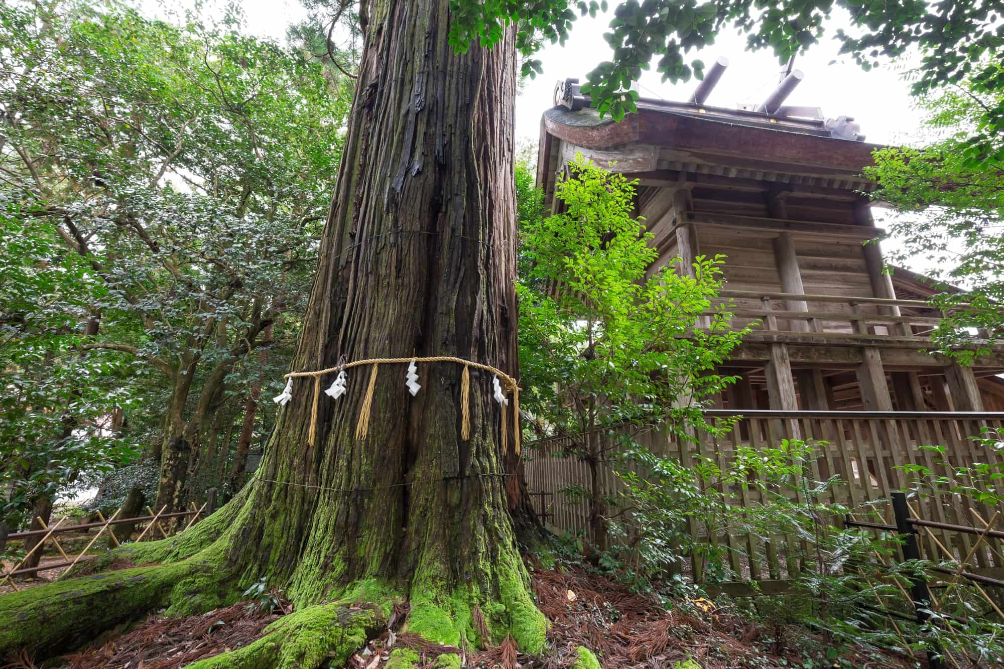 日本一の霊場・須佐神社「呼ばれる人」の真相と大杉の強力なご利益
