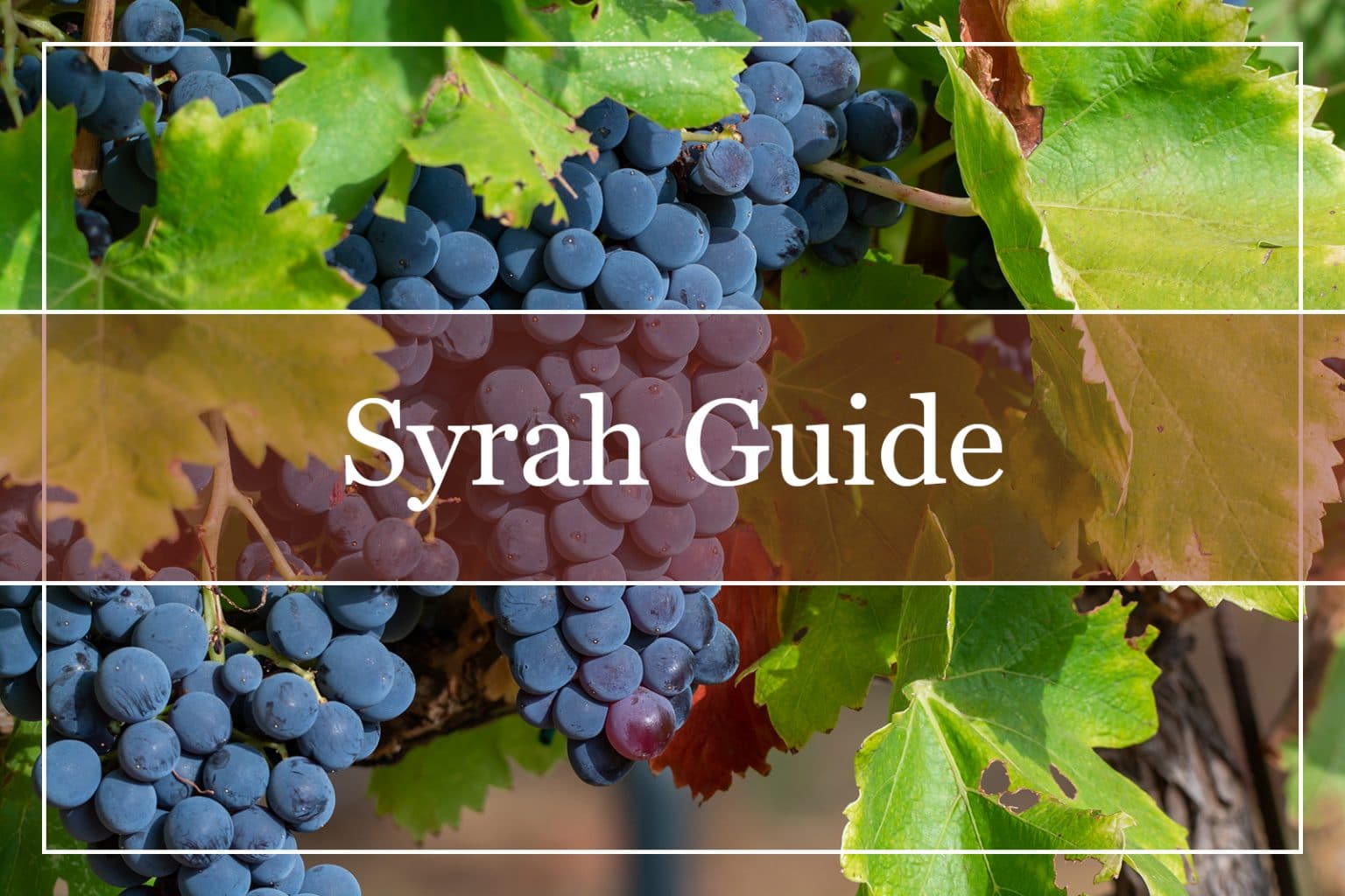 Is Syrah a Sweet Wine