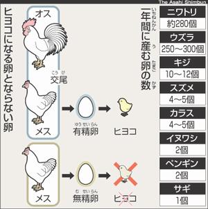 【2026年最新科学】「鶏と卵」論争がついに完全決着？進化生物学が突き止めた、生命の歴史を塗り替える驚きの真実