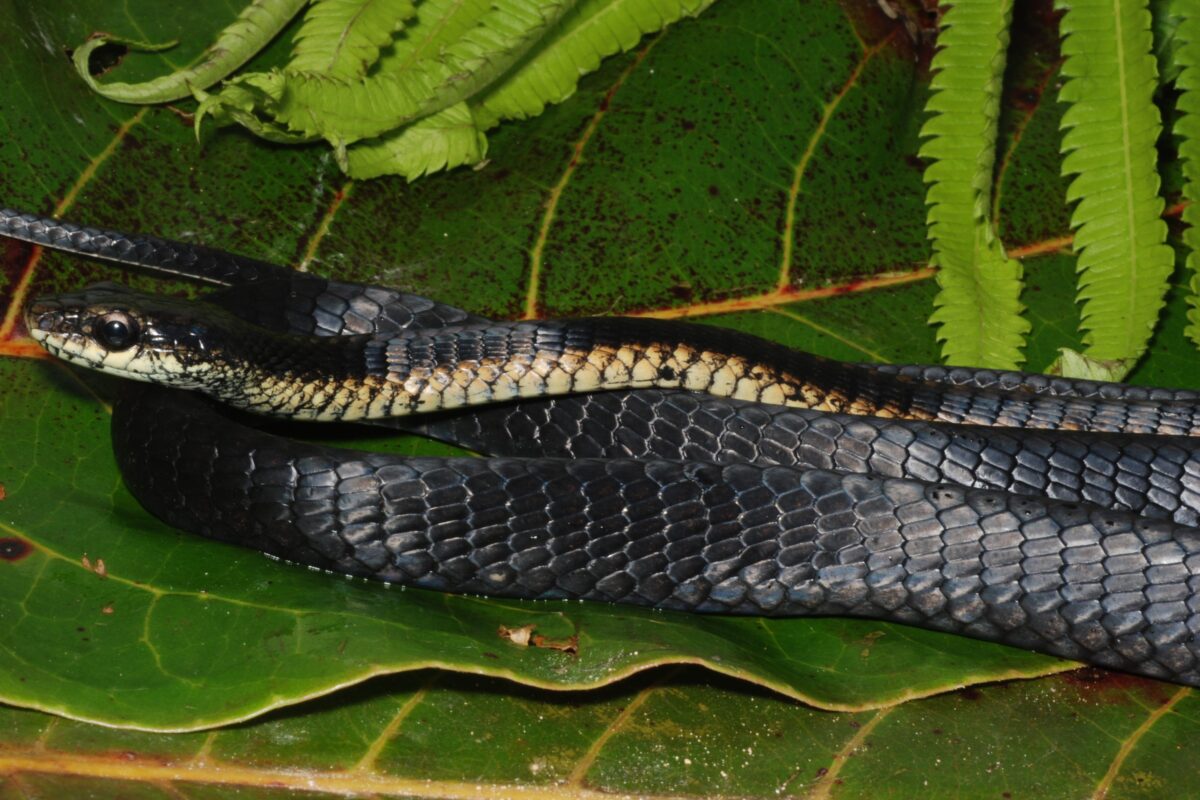 Meet Lielaphis Slashi: the Non‑Venomous New Guinea Snake Named in Honor of Slash