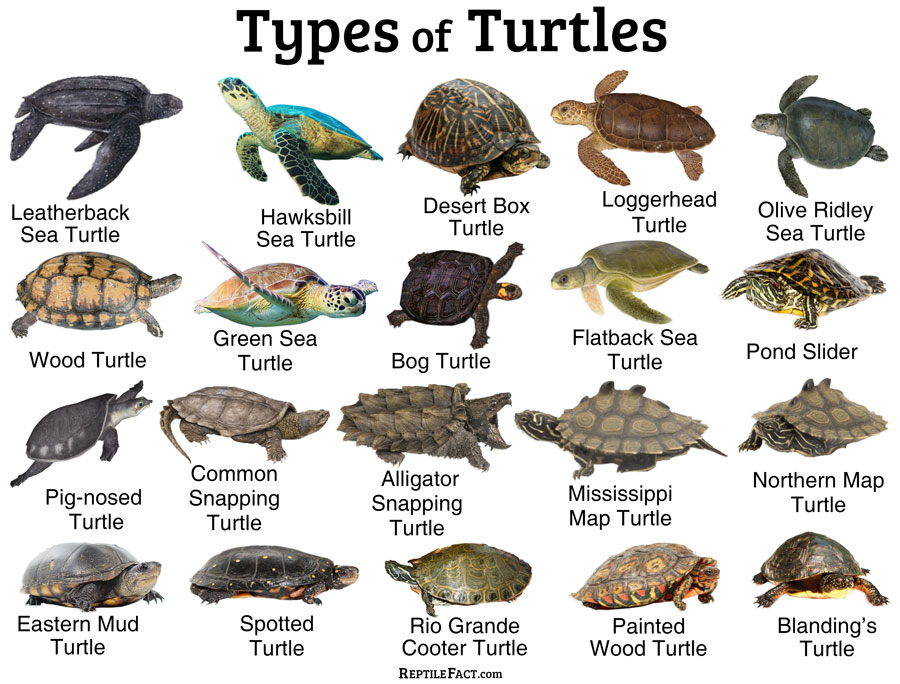 Names of the Turtles