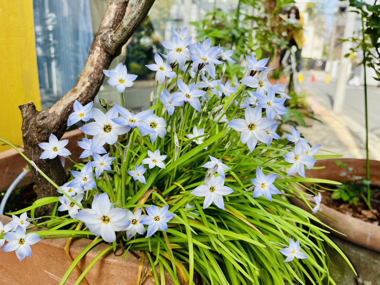 イギリスの花｜4地域の国花と知られざる庭園文化を徹底解説
